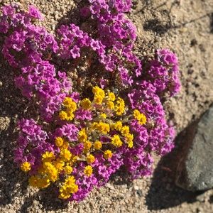 Meet your Posher, Sally